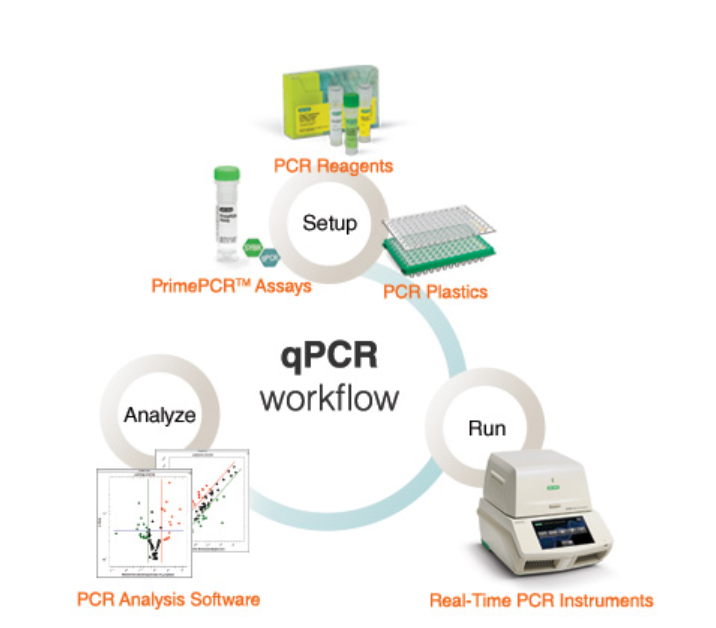 实时荧光定量pcr系统