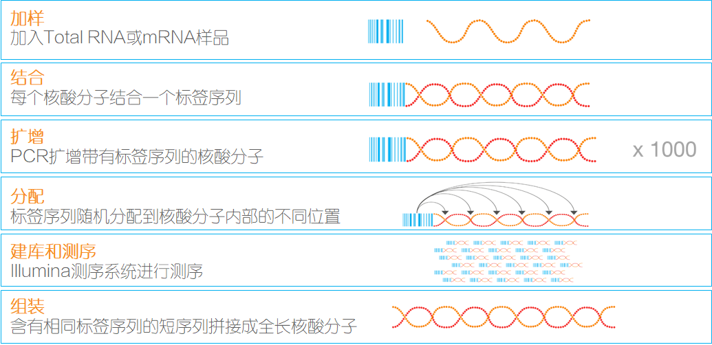 loop转录组.png